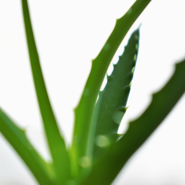 Aloe Vera Extract