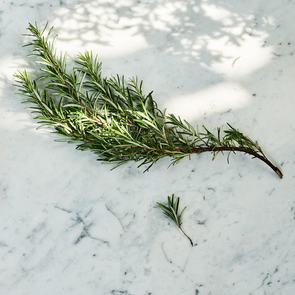 Rosemary Extract