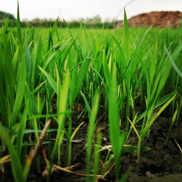 Sugar Cane Extract