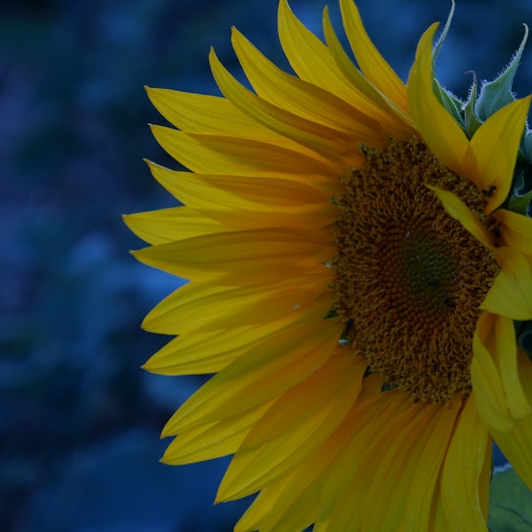 Sunflower Oil