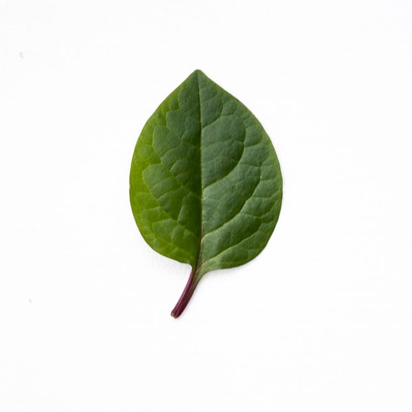 Tulsi (Holy Basil)