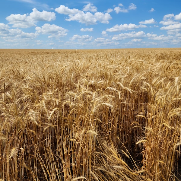 Hydrolysed Wheat Protein